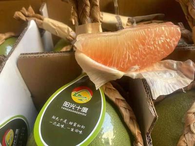 廣西憑祥泰國(guó)青皮紅心柚 高性價(jià)比的優(yōu)質(zhì)果品批發(fā)選擇