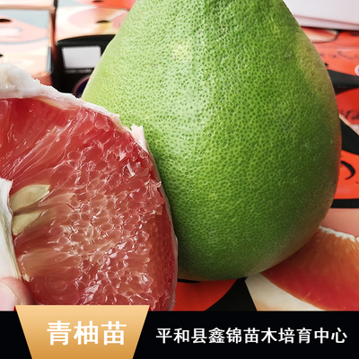 東南亞特色柚子苗木批發(fā)指南 純正馬來西亞青柚苗、無籽雞尾青柚苗、泰國(guó)紅寶石柚子苗及水晶青柚苗價(jià)格解析